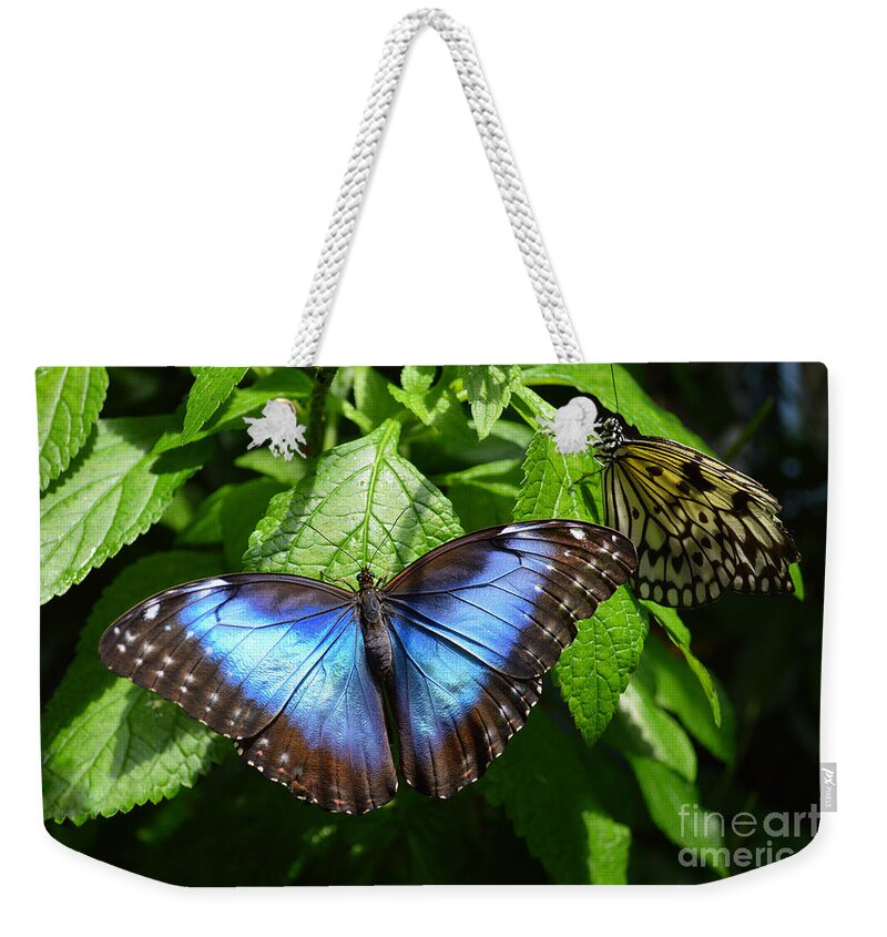 Blue Morpho Weekender Tote Bag featuring the photograph Blue Morpho Butterfly by Catherine Sherman