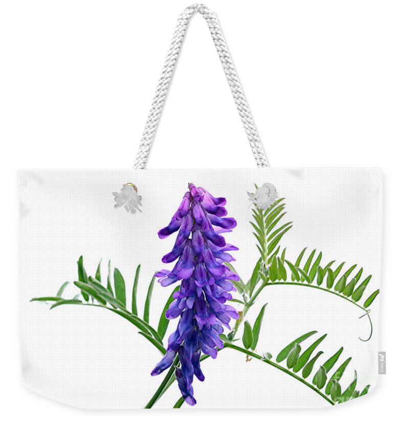 Pea Weekender Tote Bag featuring the photograph Blue Vetch Vicia species dainty cluster bluish purple wildflowers white background green leaf by Robert C Paulson Jr