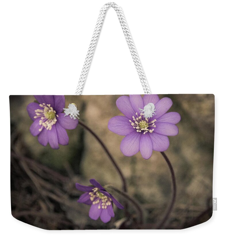 Common Weekender Tote Bag featuring the photograph Blue violet anemone flower growing in a stone wall by Amanda Mohler