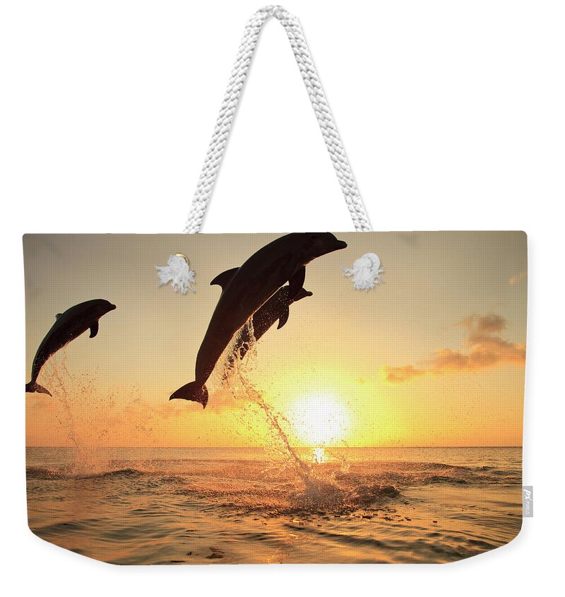 Bay Islands Weekender Tote Bag featuring the photograph Bottlenose Dolphins by Stuart Westmorland