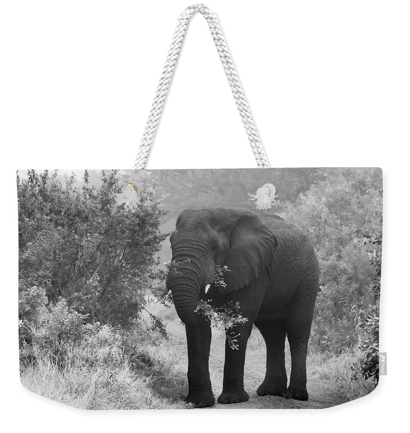Male Elephant Weekender Tote Bag featuring the photograph Breakfast in the African Bush by Marcy Wielfaert