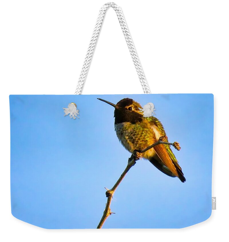 Animals Weekender Tote Bag featuring the photograph Bright LIttle Buddy by Judy Kennedy