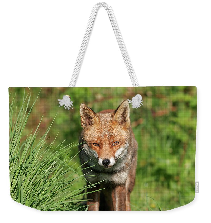 England Weekender Tote Bag featuring the photograph British Red Fox by Gp232