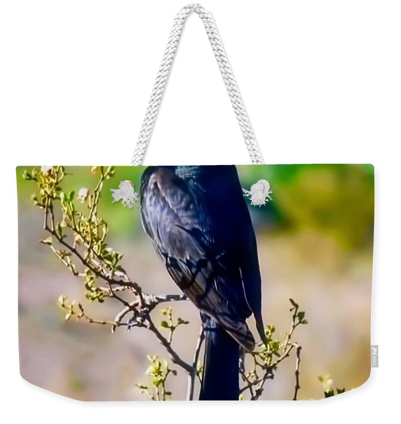 Arizona Weekender Tote Bag featuring the photograph Bronzed Cowbird on Creosote by Judy Kennedy