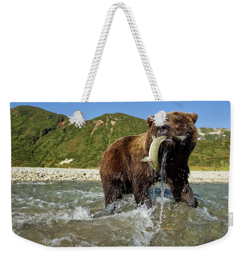 Brown Bear Weekender Tote Bag featuring the photograph Brown Bear And Salmon, Alaska by Paul Souders