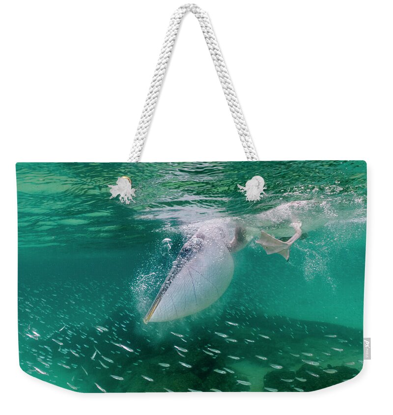 Animal Weekender Tote Bag featuring the photograph Brown Pelican Diving Off Santiago Island by Tui De Roy