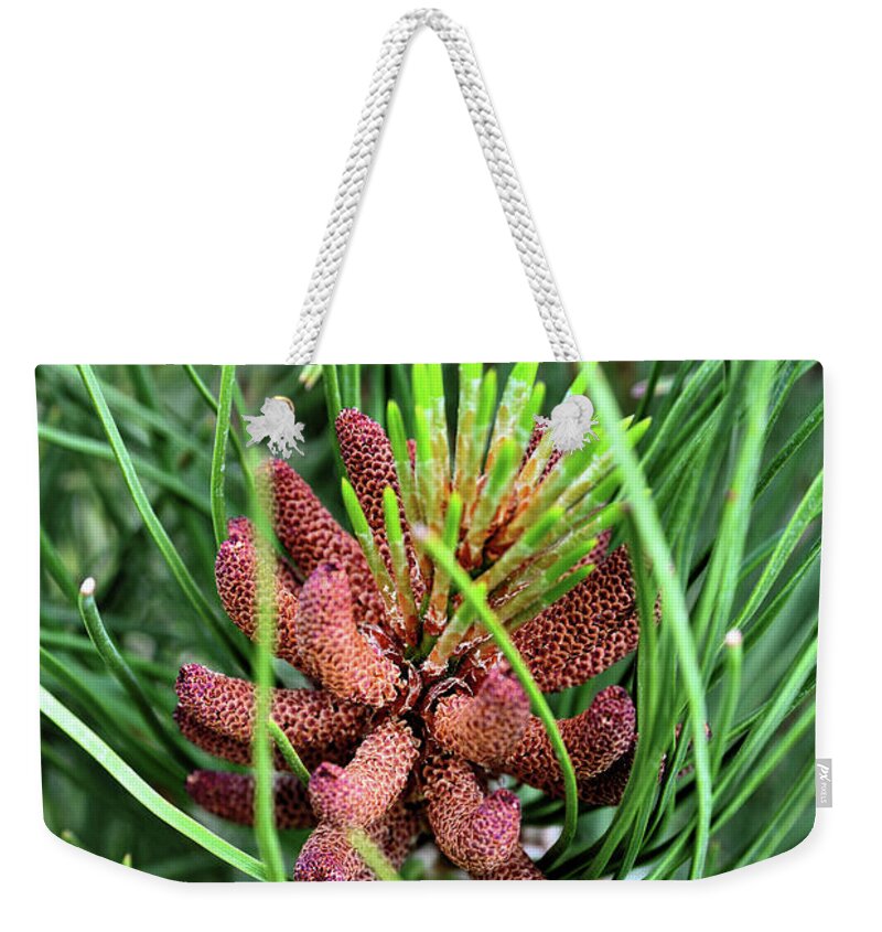 Pine Tree Weekender Tote Bag featuring the photograph Budding Pine Tree by Kae Cheatham