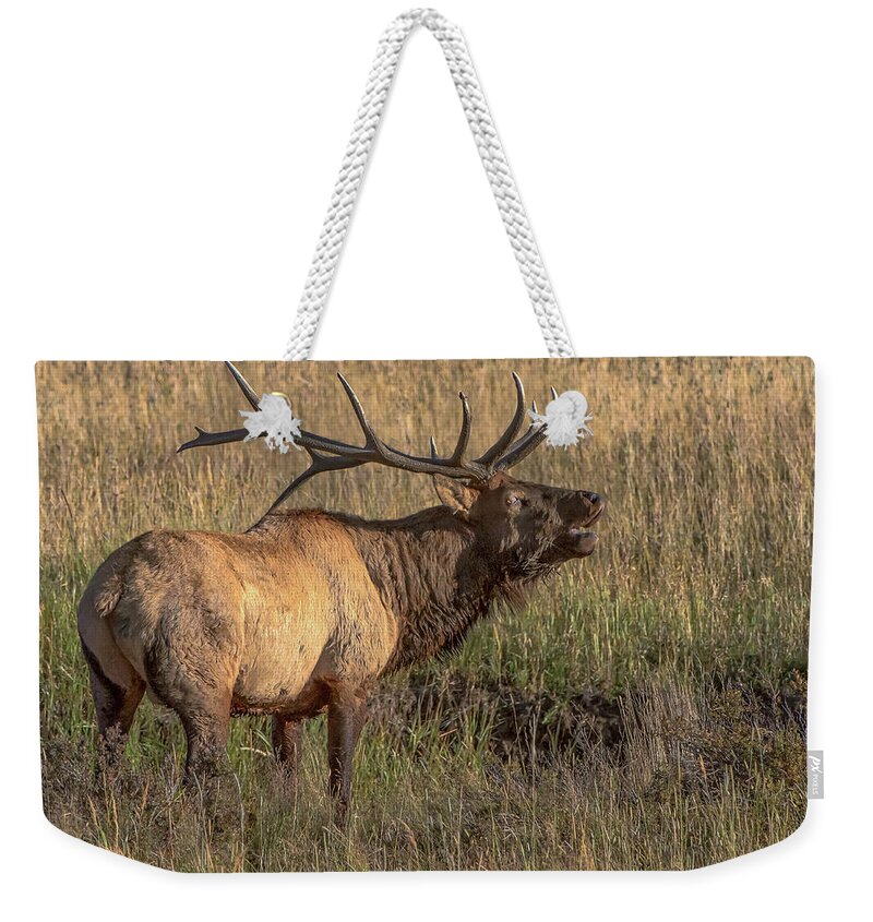 Nature Weekender Tote Bag featuring the photograph Bugling Bull Elk 7777 by Donald Brown