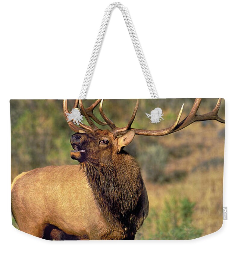 North America Weekender Tote Bag featuring the photograph Bull Elk in Rut Bugling Yellowstone Wyoming Wildlife by Dave Welling