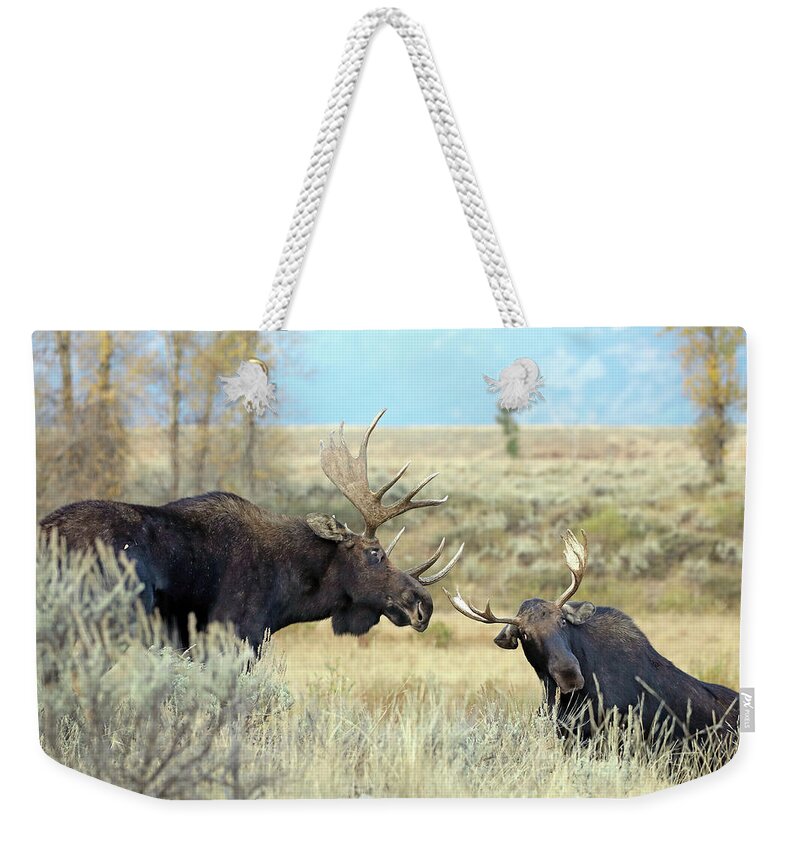 Moose Weekender Tote Bag featuring the photograph Bull Moose Challenge by Jean Clark