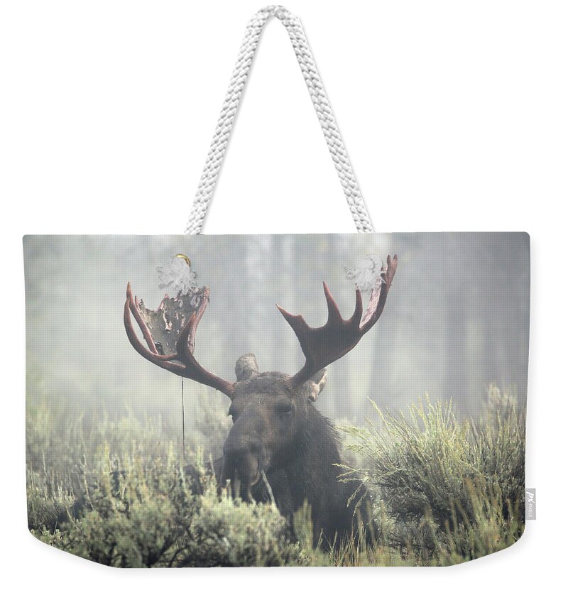 Bull Weekender Tote Bag featuring the photograph Bull Moose in Early Morning Mist by Jean Clark