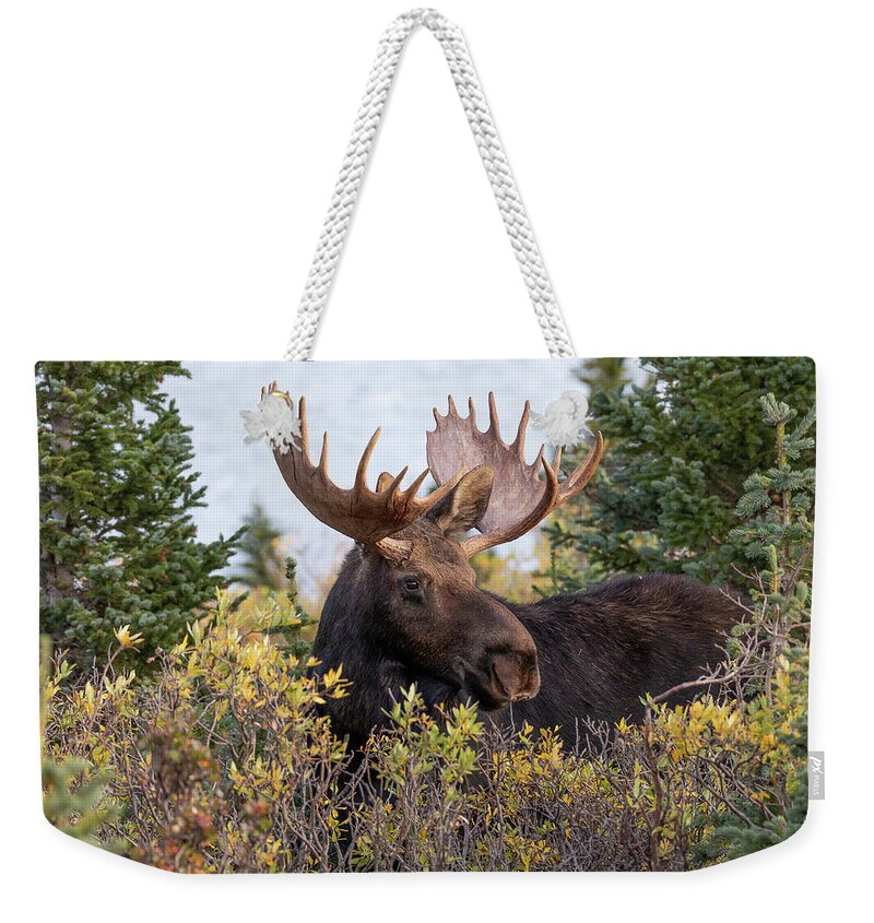 Moose Weekender Tote Bag featuring the photograph Bull Moose Stands Above the Foliage by Tony Hake