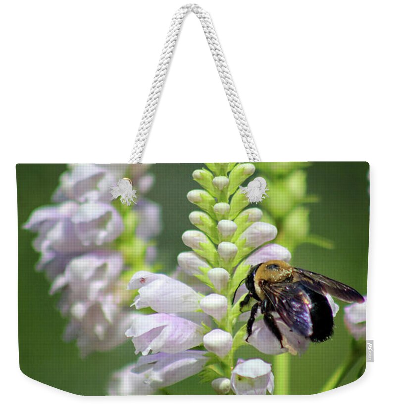 Bumblebee Weekender Tote Bag featuring the photograph Bumblebee on Obedient Flower by Karen Adams