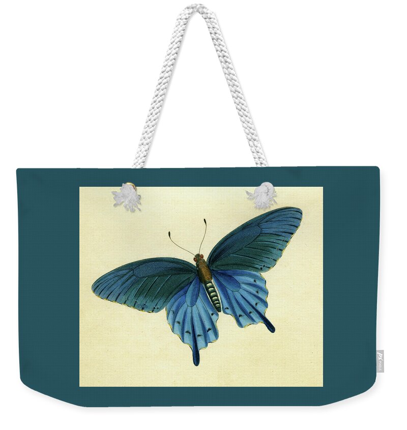 Entomology Weekender Tote Bag featuring the mixed media Butterflies detail - Papilio philenor by Unknown