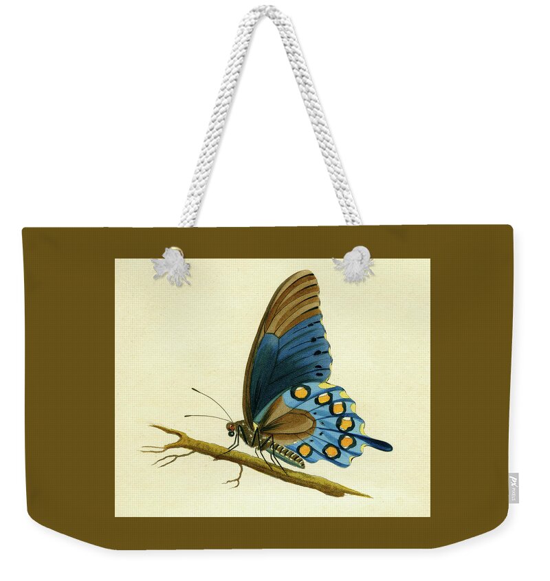 Entomology Weekender Tote Bag featuring the mixed media butterfy detail - Papilio Philenor by Unknown