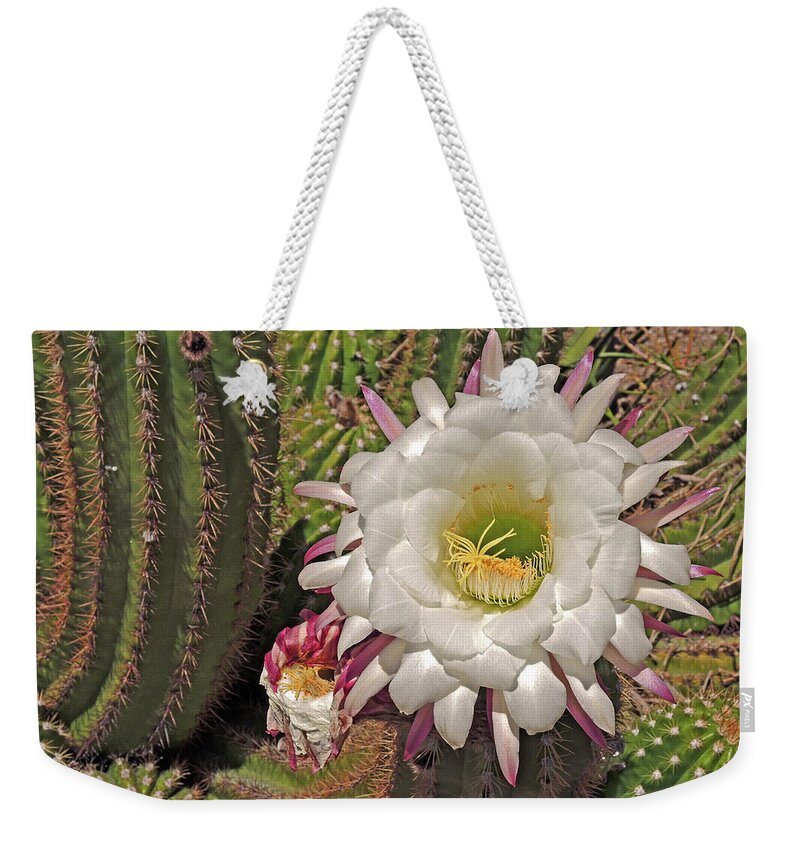 Argentinian Giant Weekender Tote Bag featuring the photograph Cactus Blossom 3 by Lynda Lehmann