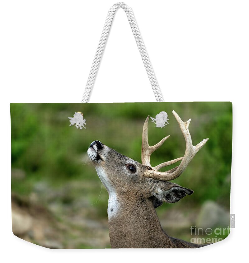 Deer Weekender Tote Bag featuring the photograph Call to the wild by Sam Rino