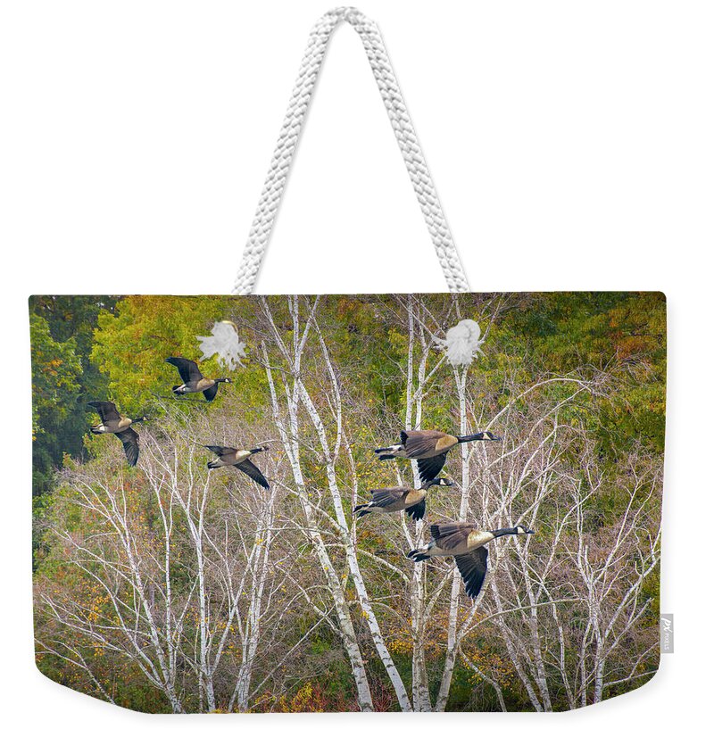 Bird Weekender Tote Bag featuring the photograph Canada Geese coming in for a Landing by Randall Nyhof