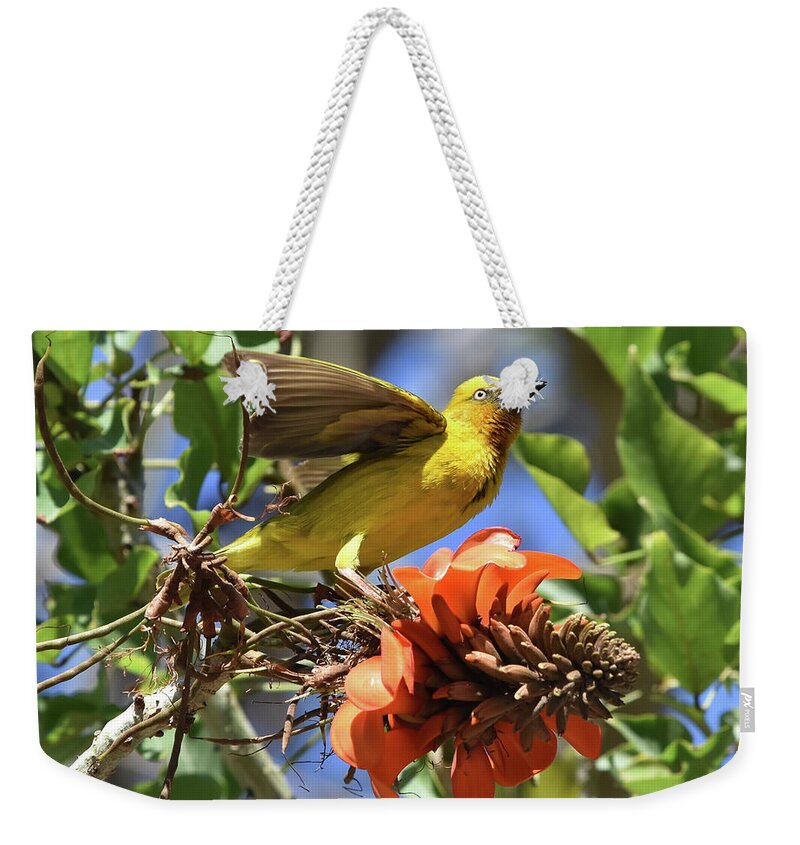 Weaver Weekender Tote Bag featuring the photograph Cape Weaver by Ben Foster