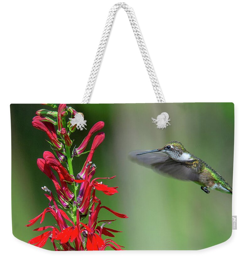 Nature Weekender Tote Bag featuring the photograph Cardinal Flower or Cardinal Lobelia DFL0899 by Gerry Gantt