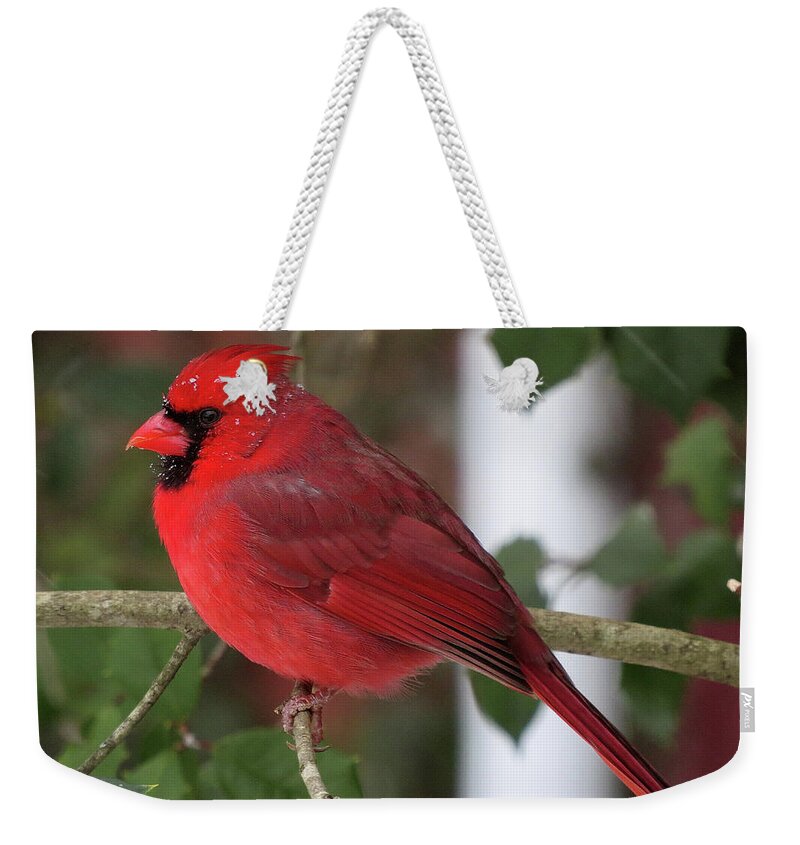 Cardinal Weekender Tote Bag featuring the photograph Cardinal in Winter by Linda Stern