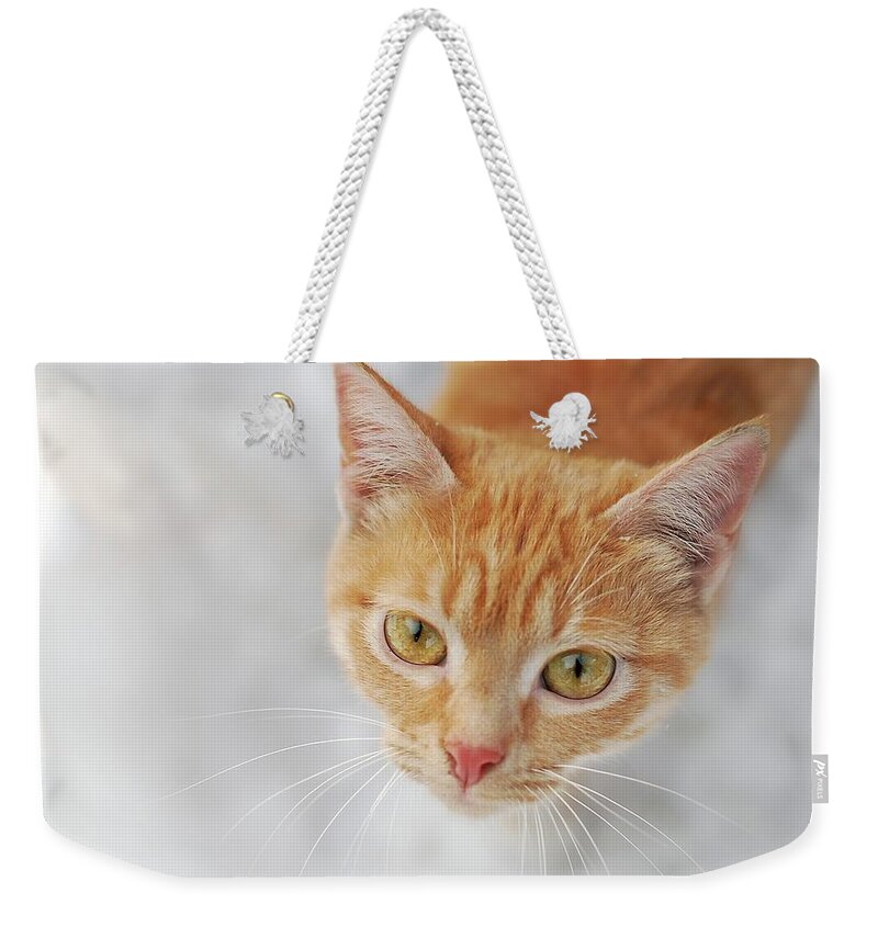 Cat In Orange Color Weekender Tote Bag by Lilia Petkova 