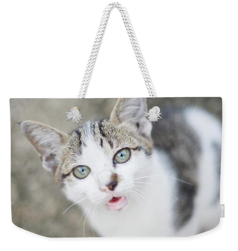 Pets Weekender Tote Bag featuring the photograph Cat Looking Up by Ajphoto.graphic