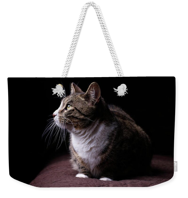 Pets Weekender Tote Bag featuring the photograph Cat On Bed, Close-up by Matt Carr