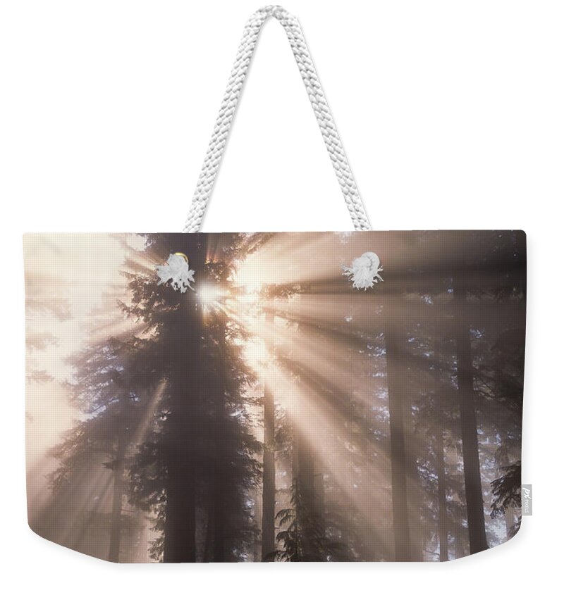 Fog Weekender Tote Bag featuring the photograph Cathedral Trees by Robert Potts