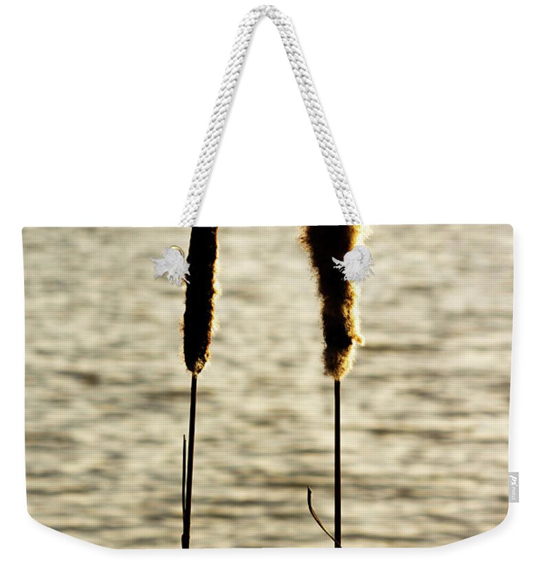 Agriculture Weekender Tote Bag featuring the photograph Cattails in the sun by Scott Lyons