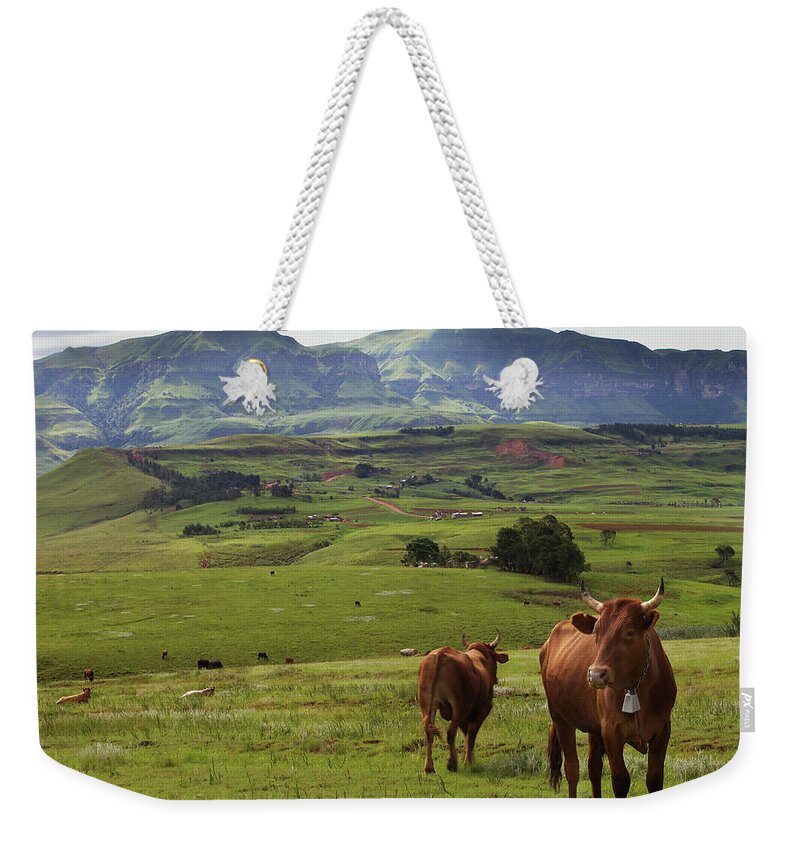 Tranquility Weekender Tote Bag featuring the photograph Cattle Grazing Near Cathedral Peak by Gerald Hinde