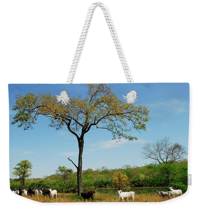 Animal Themes Weekender Tote Bag featuring the photograph Cattle In Pantanal by Lucille Kanzawa