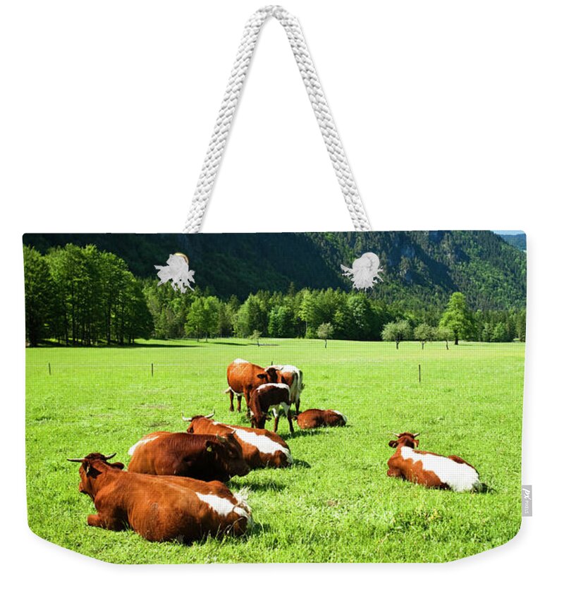 Scenics Weekender Tote Bag featuring the photograph Cattle On Farm Field by Mbbirdy