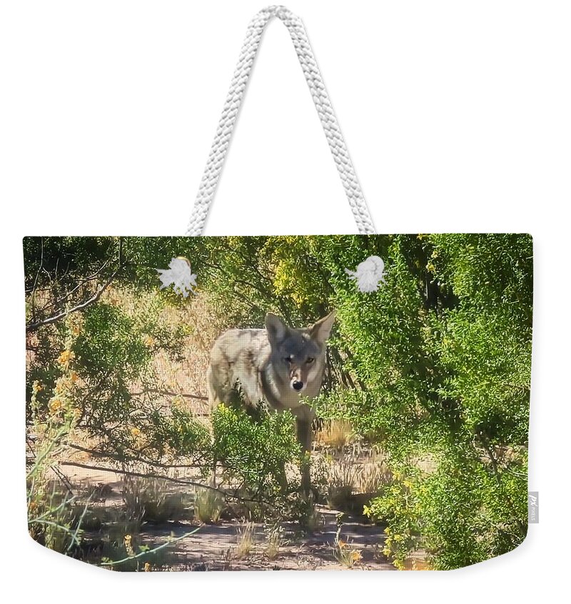 Animals Weekender Tote Bag featuring the photograph Cautious Coyote by Judy Kennedy