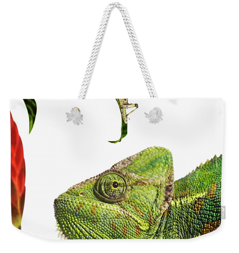 White Background Weekender Tote Bag featuring the photograph Chameleon Looking At Locust by Gandee Vasan