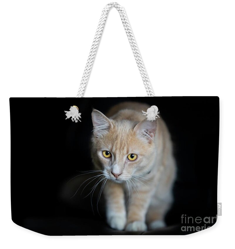 Cat Weekender Tote Bag featuring the photograph Champagne Tabby Cat on Black by Michelle Wrighton