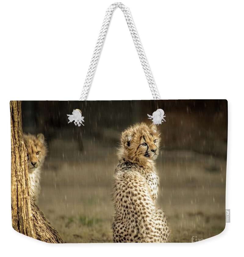 Animals Weekender Tote Bag featuring the photograph Cheetah Cubs and Rain 0168 by Donald Brown