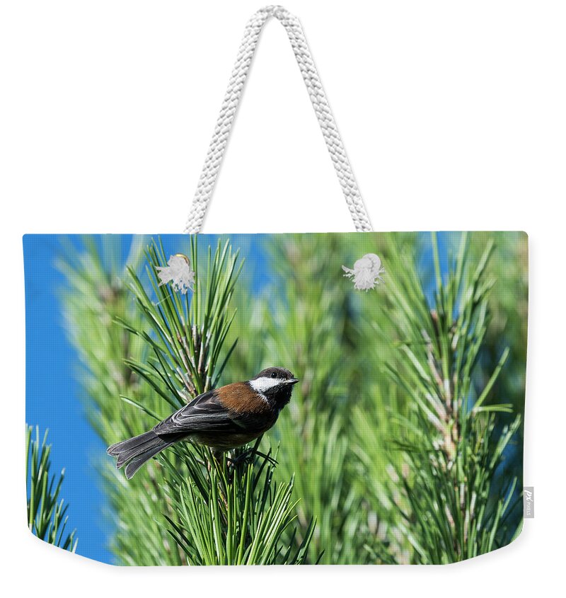 Animals Weekender Tote Bag featuring the photograph Chestnut-backed Chickadee by Robert Potts