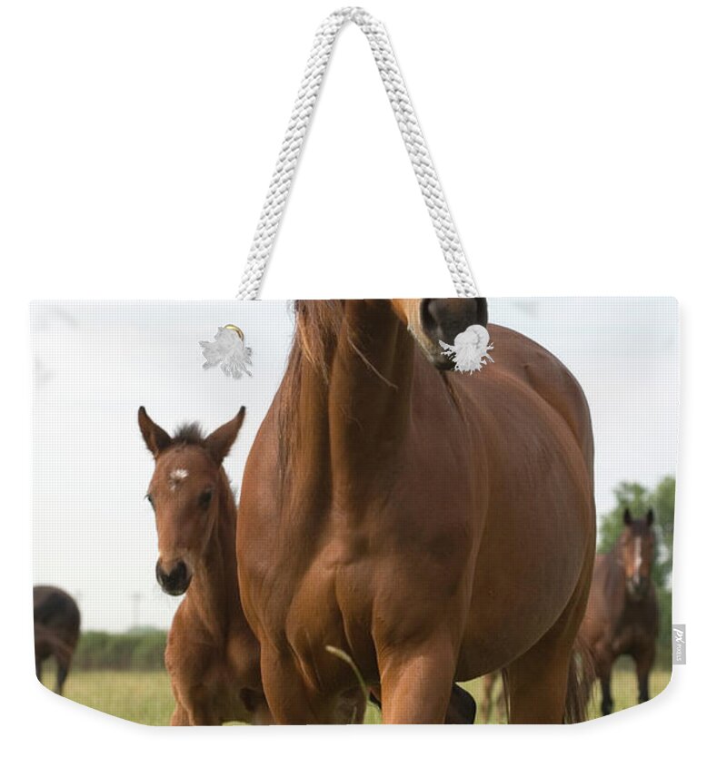 Horse Weekender Tote Bag featuring the photograph Chestnut Thoroughbred Mare And Foal by Lesliejmorris