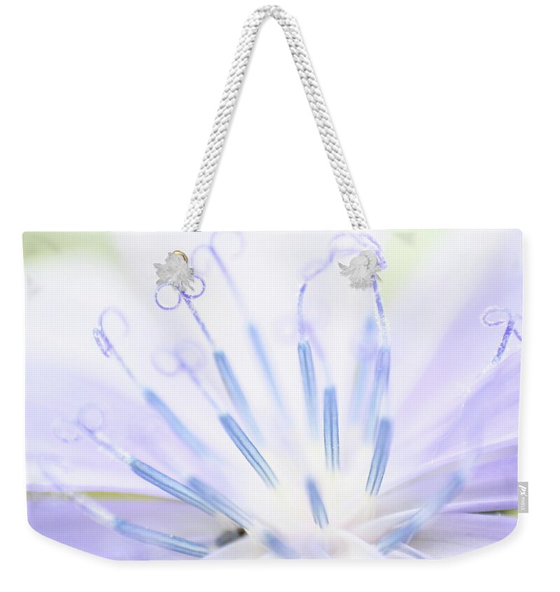 Chicory Luminescence Weekender Tote Bag featuring the photograph Chicory Luminescence by Dylan Punke