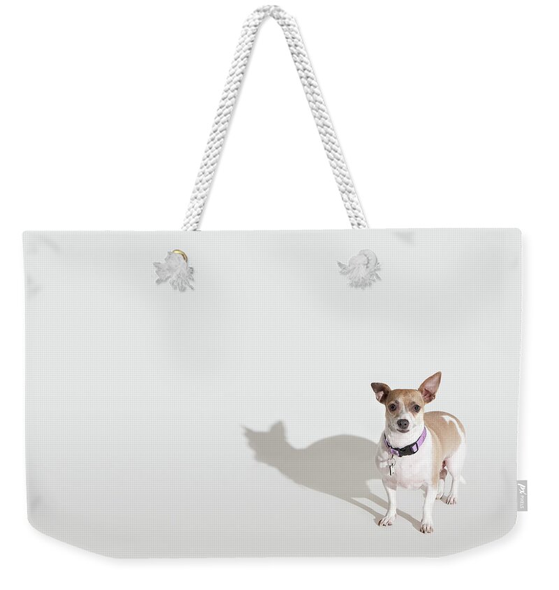 Pets Weekender Tote Bag featuring the photograph Chihuahua by Josh Ross