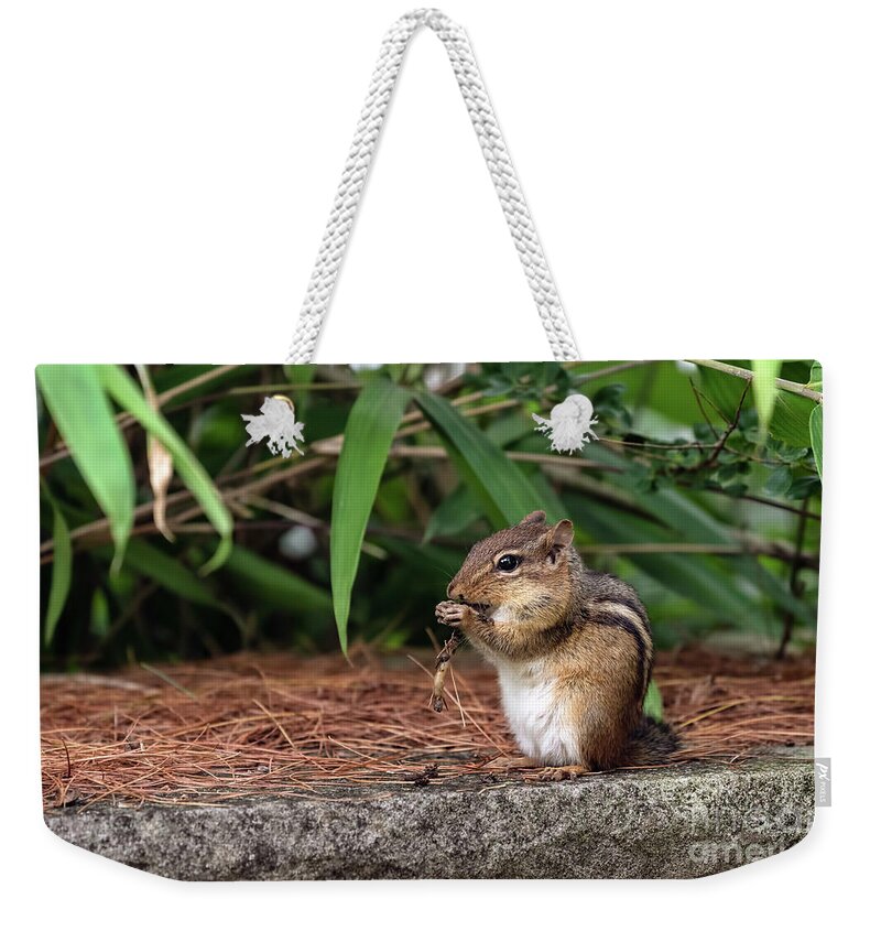 Chipmunk Weekender Tote Bag featuring the photograph Chip the naughty munk by Sam Rino