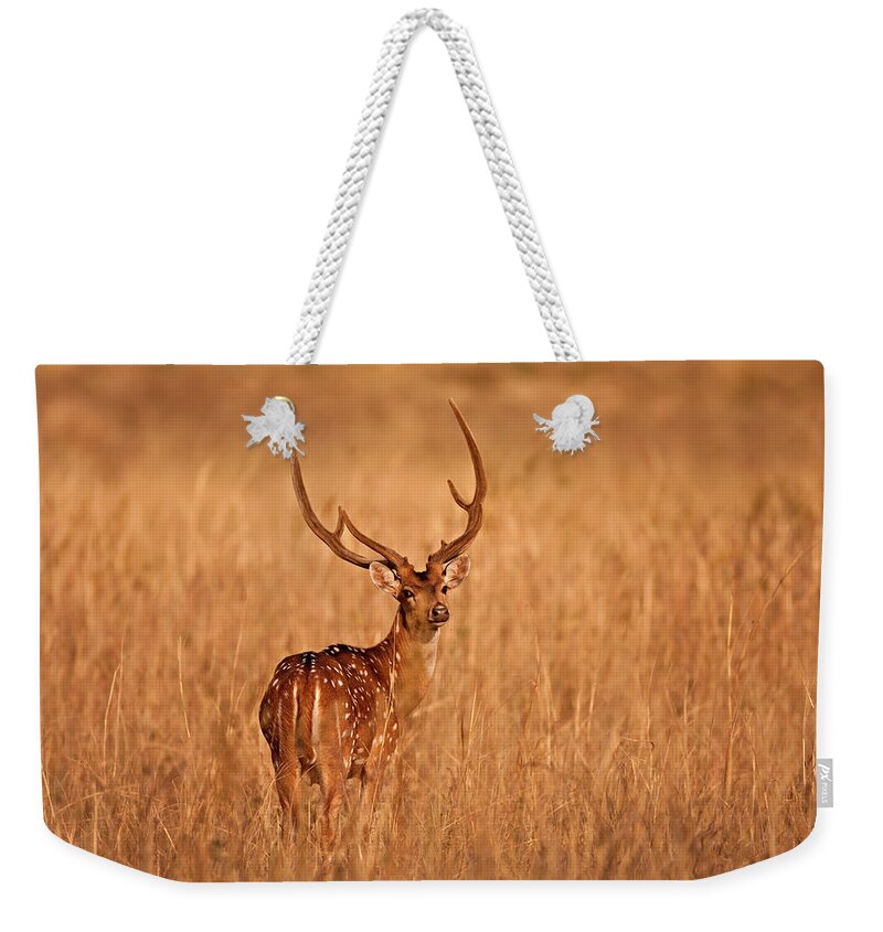 Animal Themes Weekender Tote Bag featuring the photograph Chital - Kanha Tiger Reserve by The Eternity Photography -