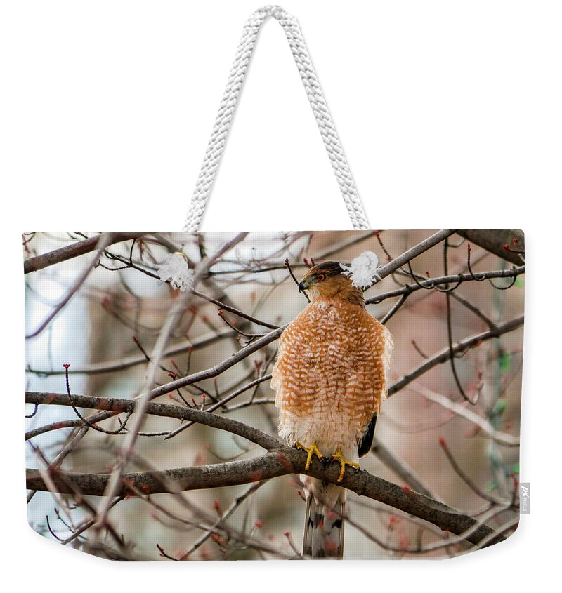 Accipiter Cooperii Weekender Tote Bag featuring the photograph Christmas Cooper's Hawk by Todd Bannor