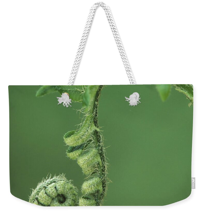 Opening Weekender Tote Bag featuring the photograph Christmas Fern.fern Fiddlehead by Ed Reschke