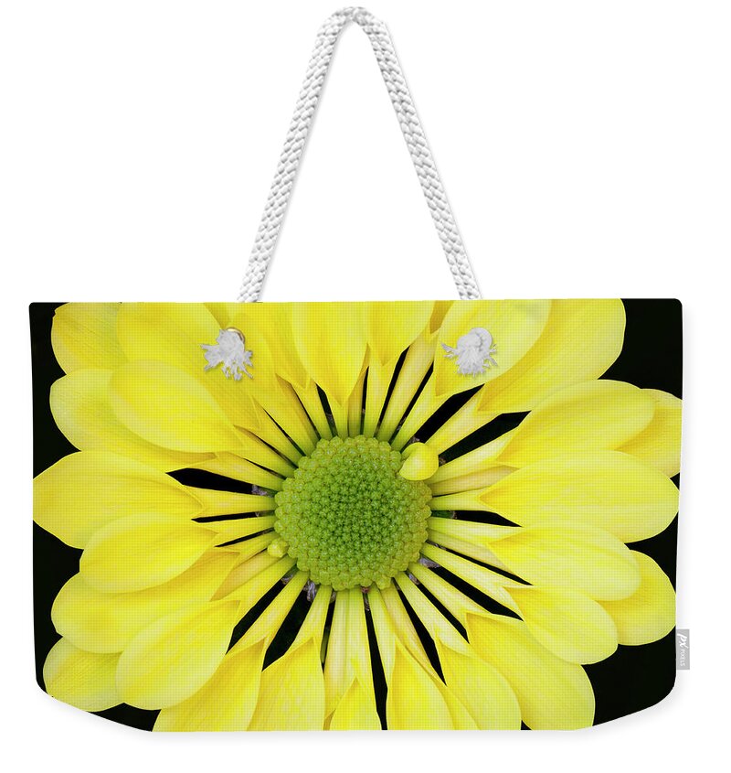 Chrysanthemum Weekender Tote Bag featuring the photograph Chrysanthemum by Andrew Dernie
