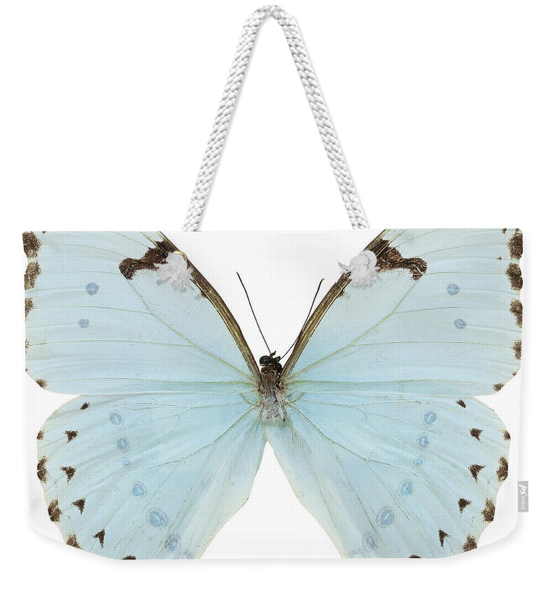 White Background Weekender Tote Bag featuring the photograph Close-up Of A White Butterfly by Stockbyte