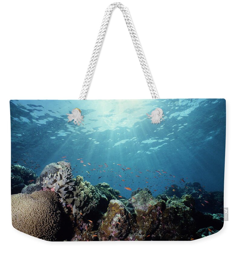 Underwater Weekender Tote Bag featuring the photograph Close-up Underwater Shot Of A Colorful by Tammy616