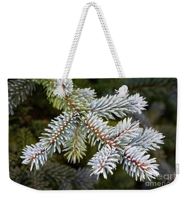 Delicate Frosty Tree Needles Weekender Tote Bag featuring the photograph Closeup frosty frosted green winter conifer needles branches spruce tree dark green background by Robert C Paulson Jr