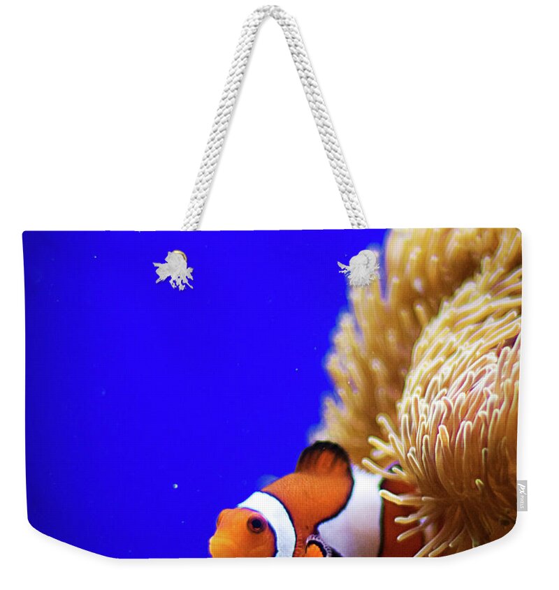 Underwater Weekender Tote Bag featuring the photograph Clownfish In Aquarium by Planet Rudy Photography